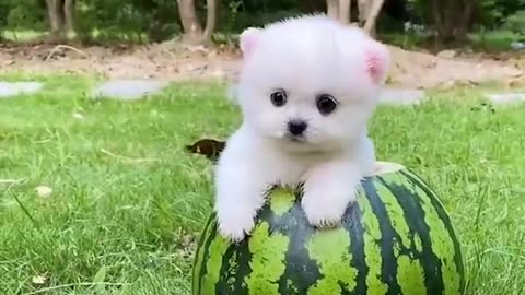 Dogs Funny Videos- Cute Dog Video