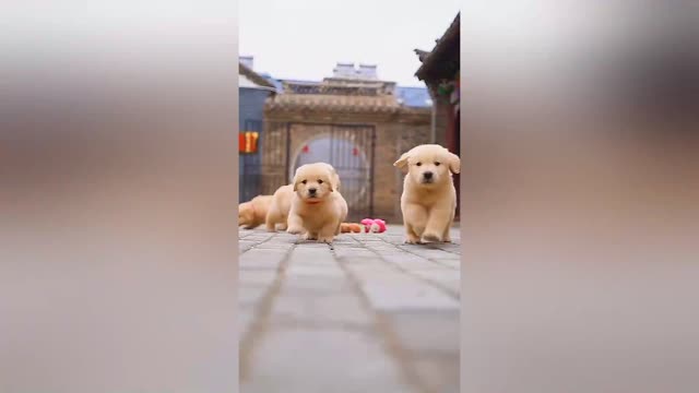 Funny and Cute golden retriever Puppies