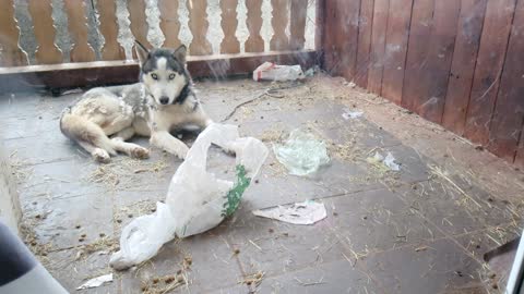 Husky made mess outside