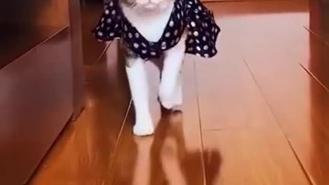 Funny and Cute CAT Video Compilation