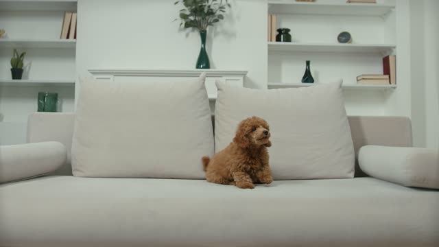 A Barking Toy Poodle Sitting in the Sofa