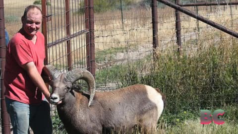 US man jailed for cloning giant sheep for trophy hunting