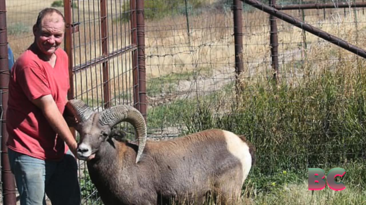 US man jailed for cloning giant sheep for trophy hunting