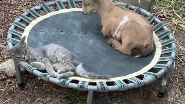 The Funniest cute Animals Funny Videos