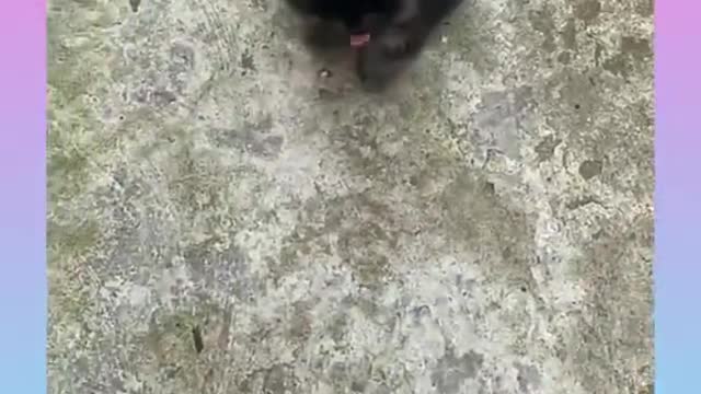 Cute and Funny Cat and Dog Video Compilation #shorts #209