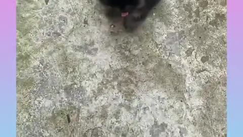 Cute and Funny Cat and Dog Video Compilation #shorts #209
