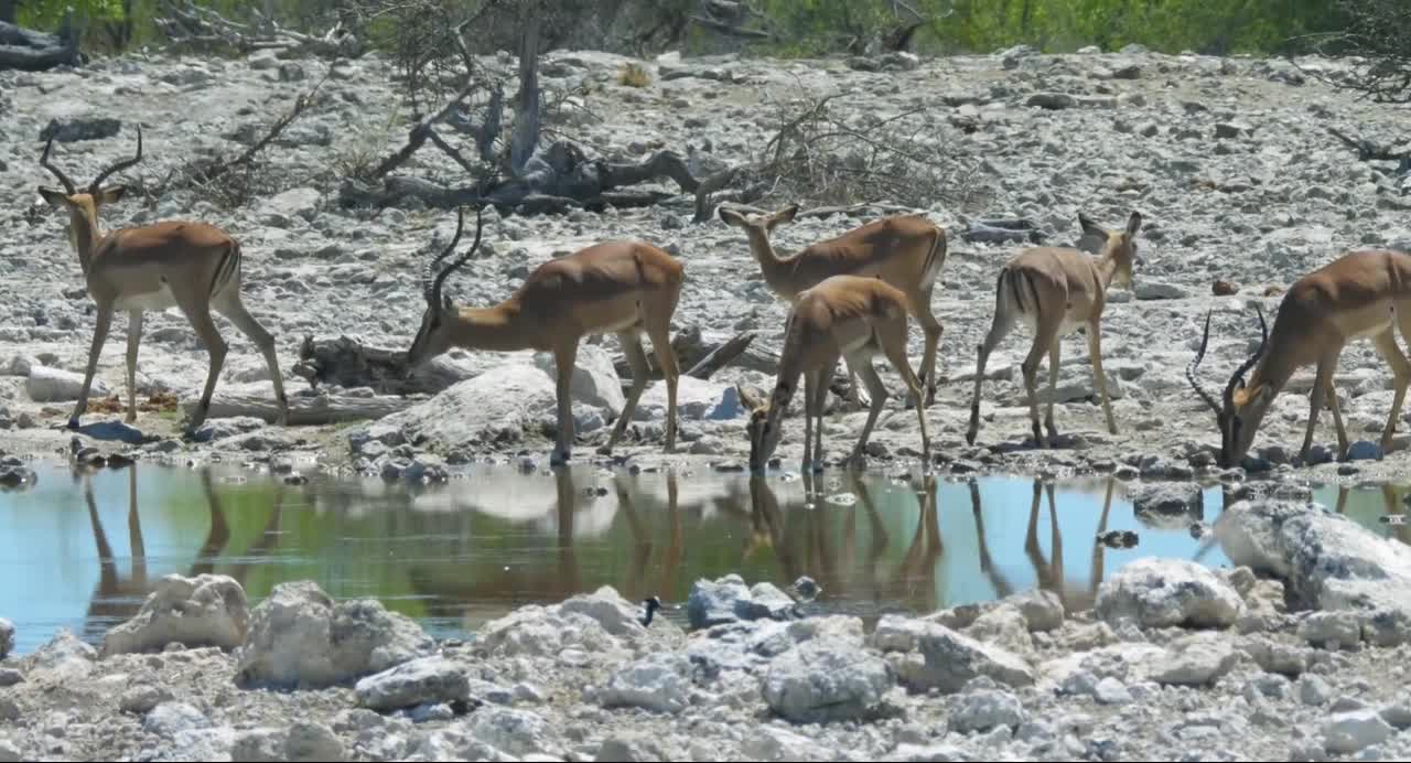 Amazing Wildlife Of Africa in.clips.zWGNtd