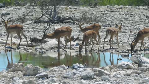 Amazing Wildlife Of Africa in.clips.zWGNtd