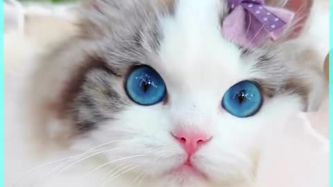 Cute Innocent Cats Makes you Happy - Follow and Hit more Likes