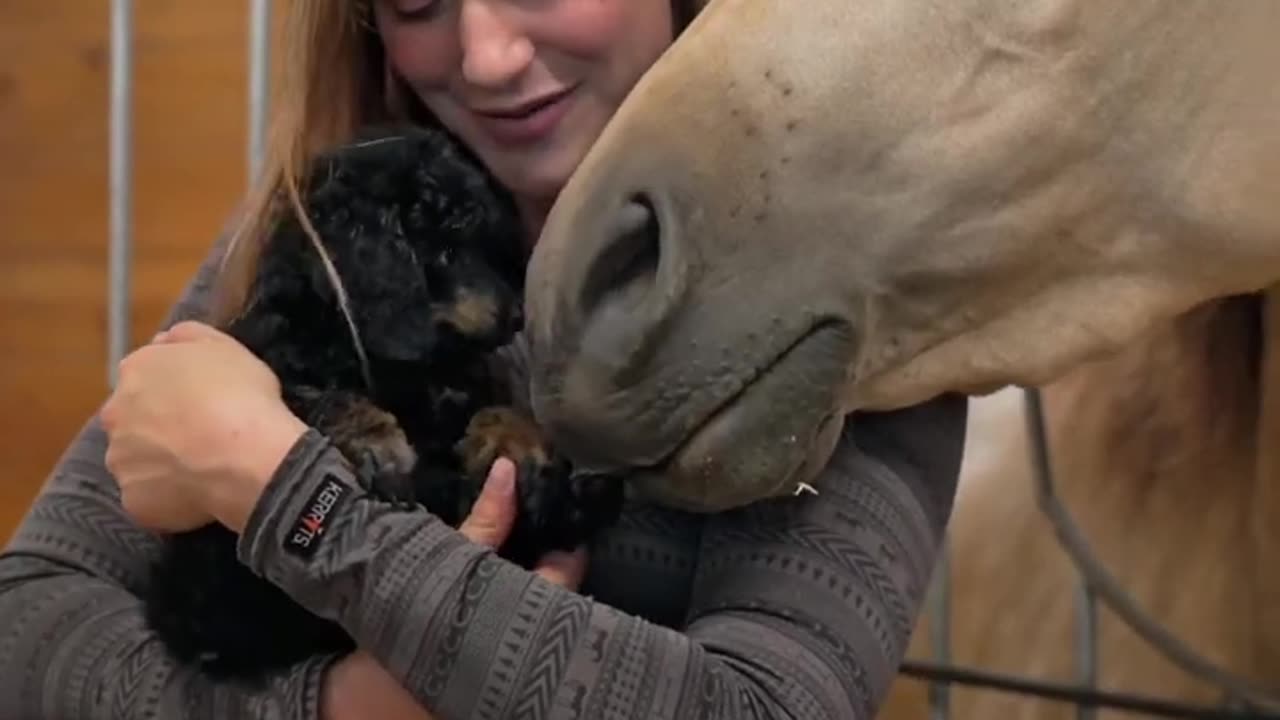 Puppy meets my horses