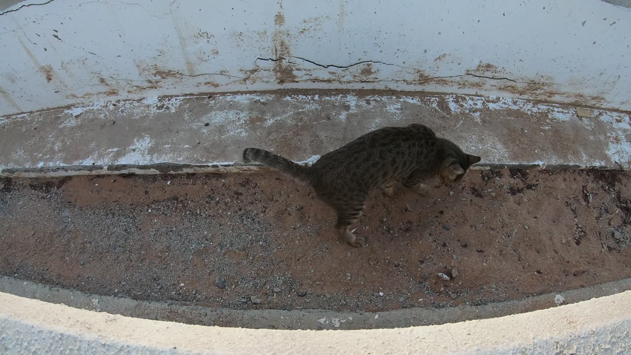 MICHAEL JACKSON - Homeless cat in Ras Al Khaimah, UAE #cat #cats #MichaelJackson #emirates #UAE #4u