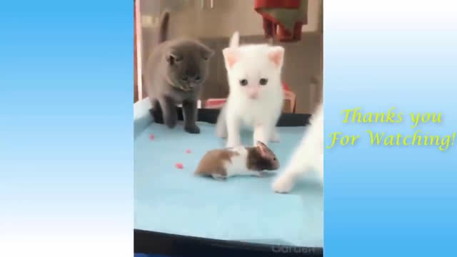 Funny Cats and Dogs Video Compilation