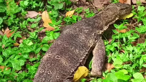 Indian big Lizard 🦎😱