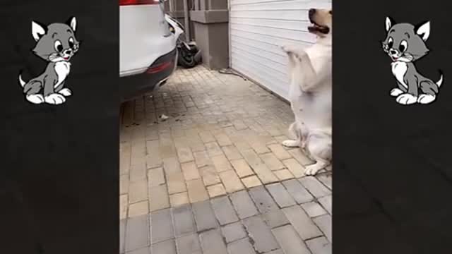 Videos de gatos y perros graciosos, imposible no reirse