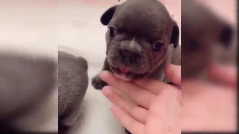 Baby dog cute and funny video