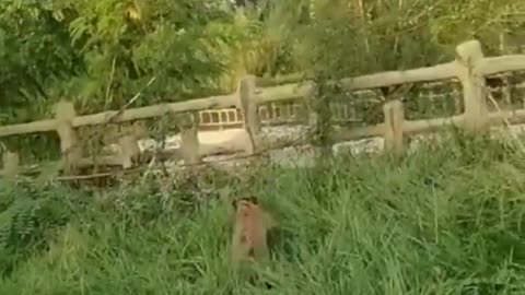 Best Funny Animal Videos
