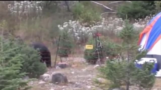 Animals getting zapped by electric fences