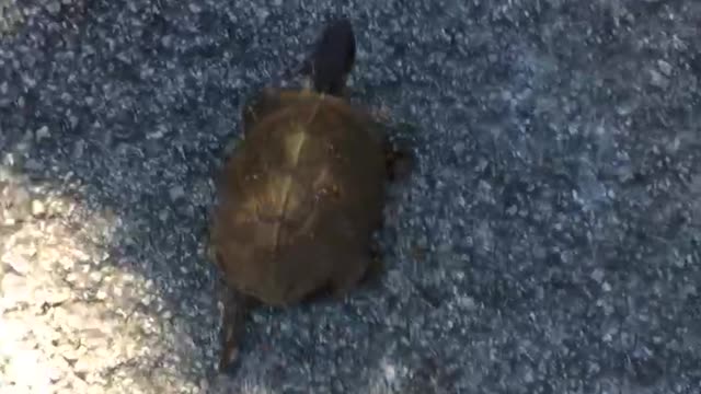 Turtle running from the camera