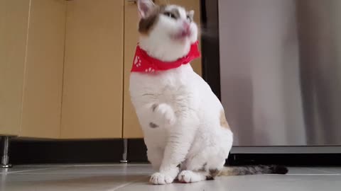 kitty cleans itself in a funny way