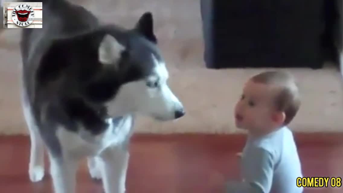 A heated discussion between a baby 👼and a dog🐕