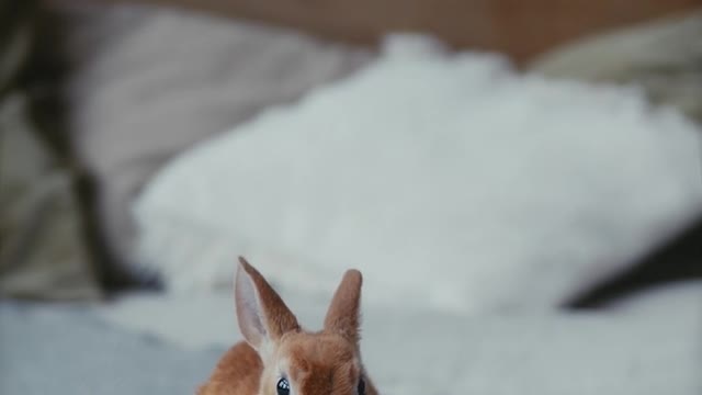 A rabbit on the bed