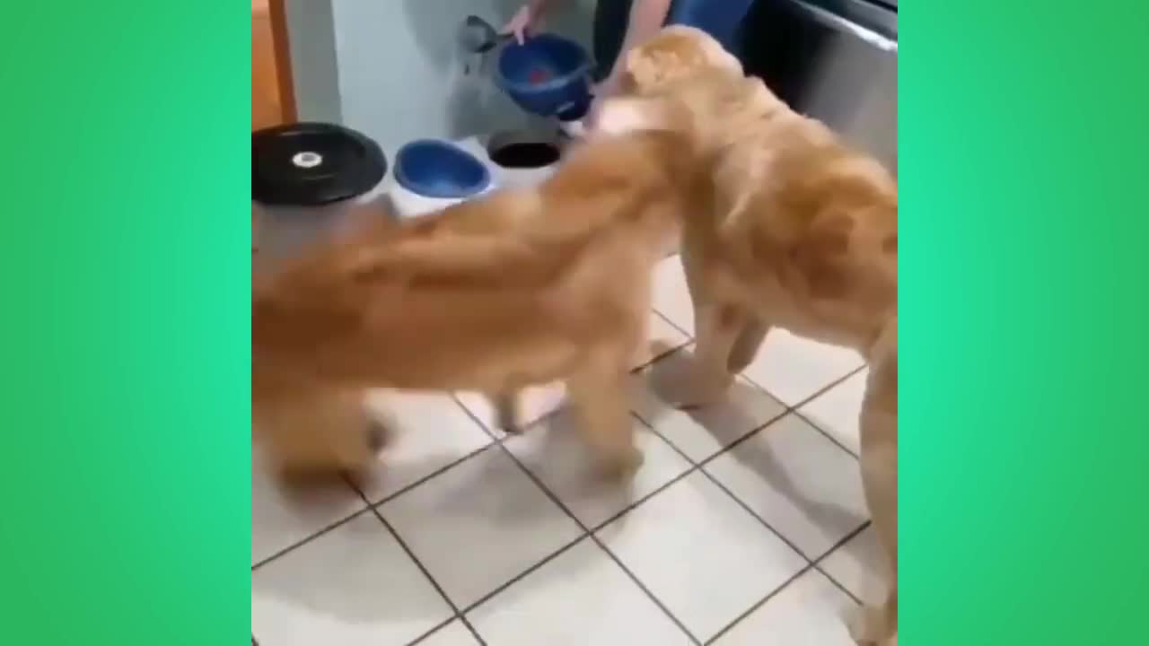 funny and cute dogskkkk