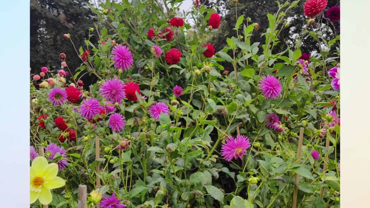 Winter Blooms at Ballarat Botanic Gardens 🌸❄️