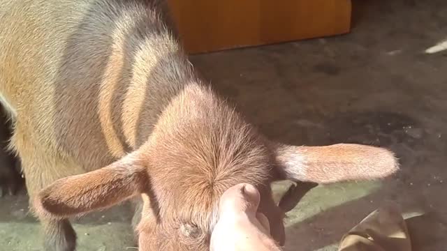 Goat wants head scratch