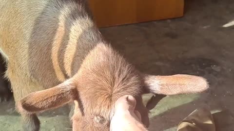 Goat wants head scratch