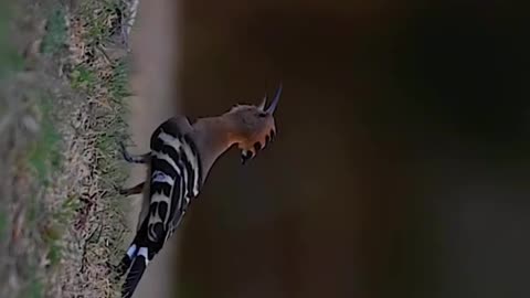 Wildlife and Funs