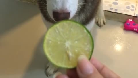 Husky can eat very sour green lemon