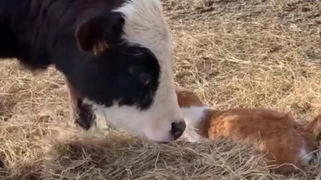 close friendship between cat and cow