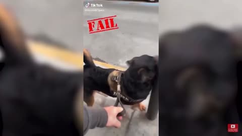 Distracted Service Dog Bumps It’s Head