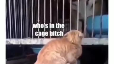 Funny cat video