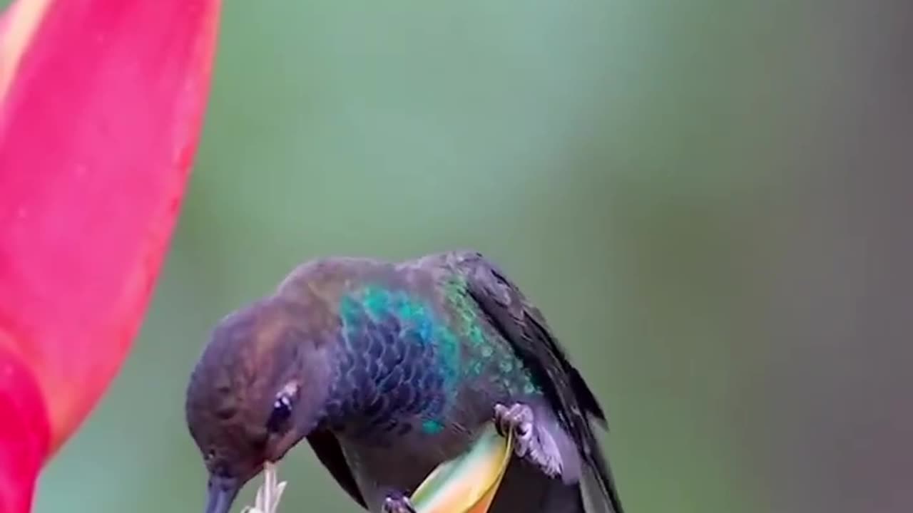 Bird enjoying flower nectar #shorts #shortvideo #video #virals #videoviral