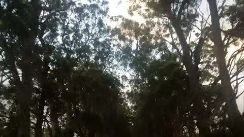 Driving through the Tree Covered roads of Kauai