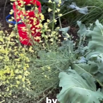 August greenhouse update