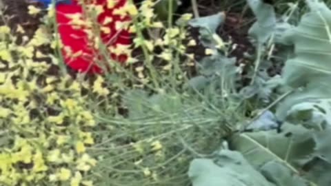 August greenhouse update