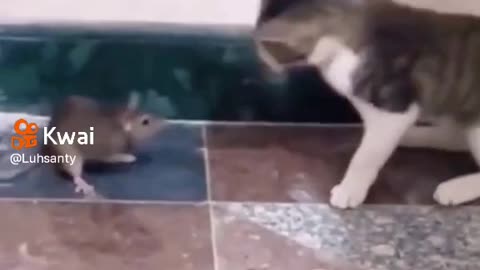 abused kitten