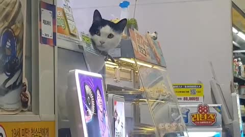 A cat that I found somehow.