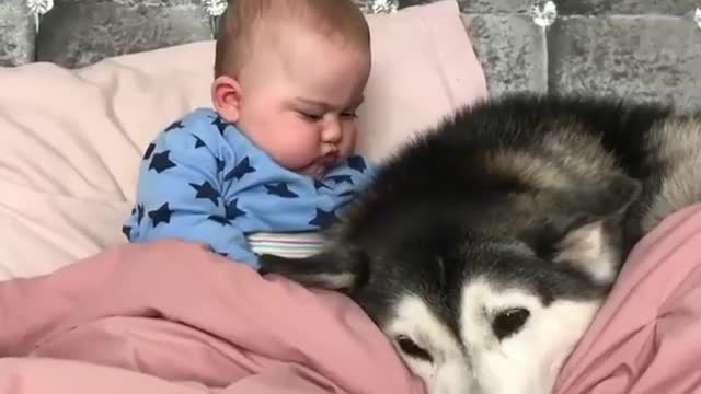 Babies and dogs