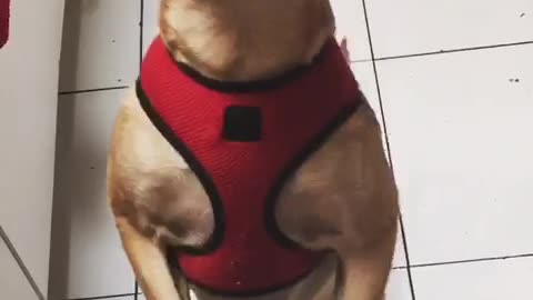 Dog trying to eat treat and standing up