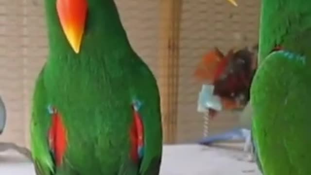 Cute birds talking