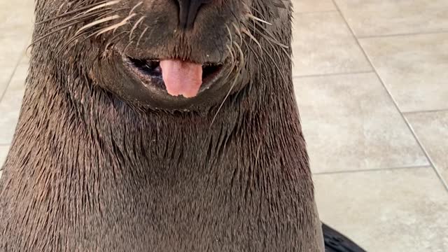 Cute Sea Lion Comes When Called