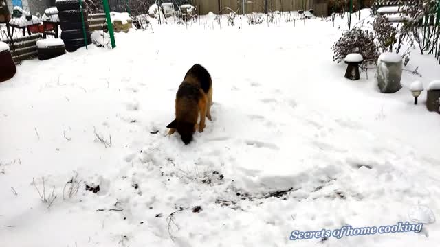 Winter-loving dog makes snow angels in the snow