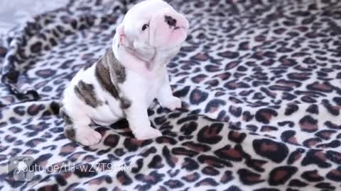 Lindos filhotes aprendendo