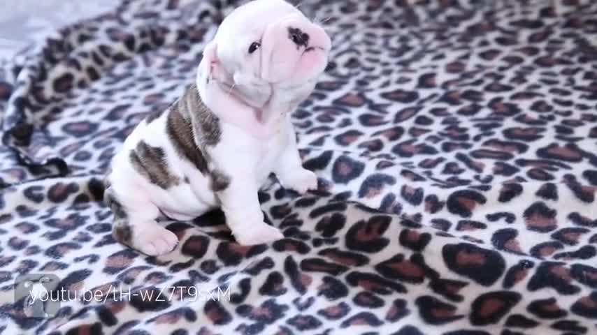 Lindos filhotes aprendendo