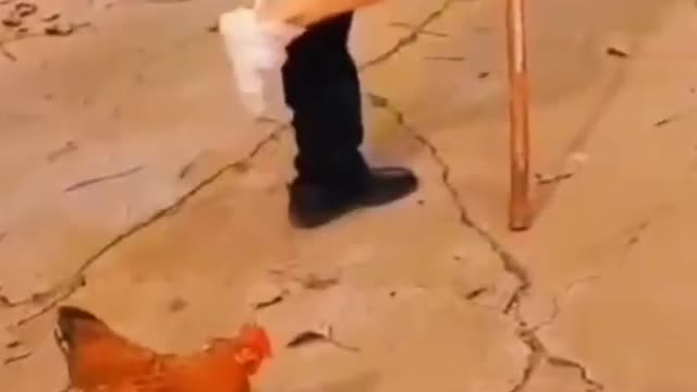 The hen is imitating the man in walking funny video clips