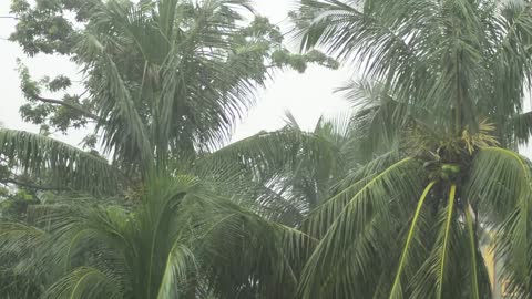 Heavy rain sounds😊