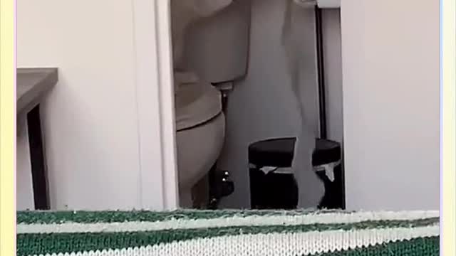 The cutest Kitty in the universe